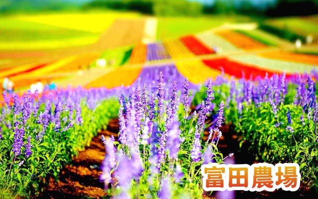 北海道賞楓