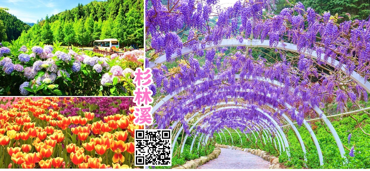 【 杉林溪森林生態渡假園區】一年四季花期不斷；春櫻吐蕊、夏石楠花開、秋蘭飄香、冬楓相映。著名景點有石井磯、青龍瀑布、聚英村、花卉中心、松瀧岩與天地眼，千萬別錯過植物寶庫–中藥植物園，其中十二生肖區巧妙將生肖與藥草結合，更是一絕。入住五星歐風溪頭米堤飯店。
**紫藤花季約為每年 3/15-4/15~實際花況盛開期間不一, 可能因氣候各地區環境因素而有所不同**