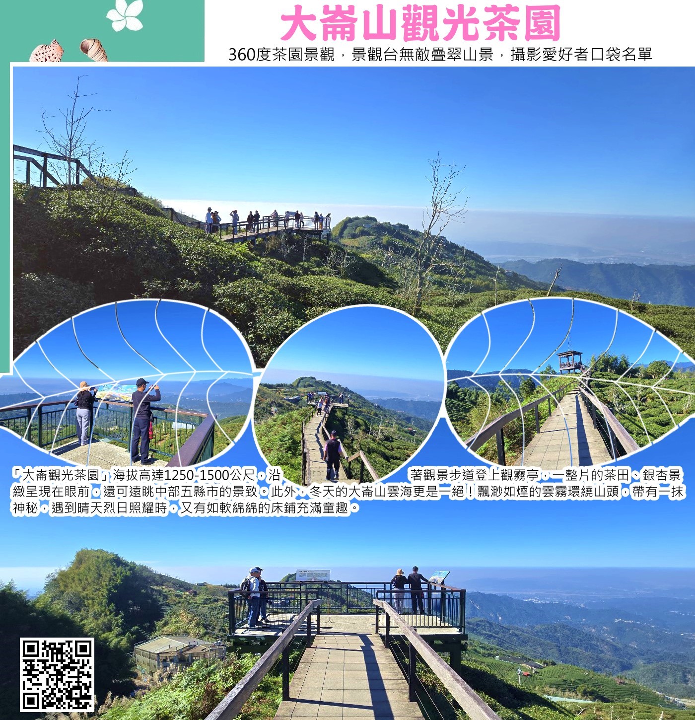 南投鹿谷銀杏森林【大崙山觀景臺】大崙山景觀茶園步道。